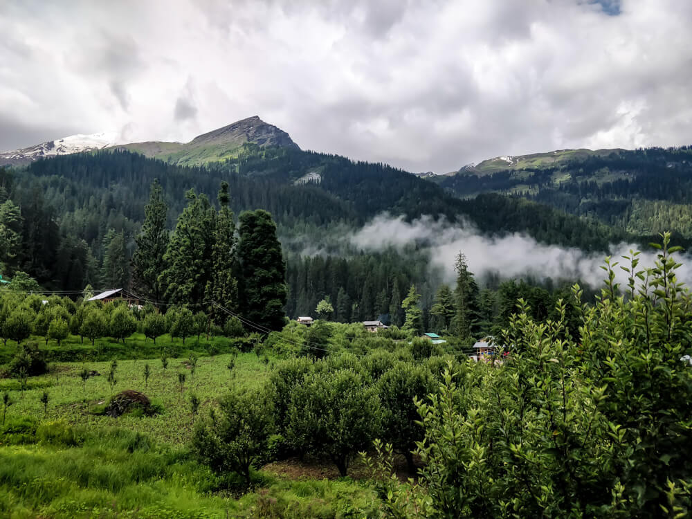 Green apple orchards and Himalayan pine forest around Kalga